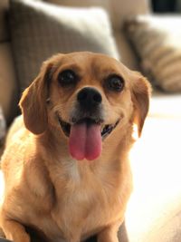 Close-up portrait of dog sitting