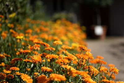 Close-up of yellow flowers blooming outdoors