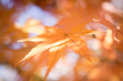 Close-up of maple leaves during autumn