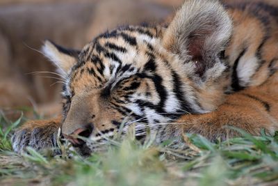Close-up of tiger cub sleeping on grass