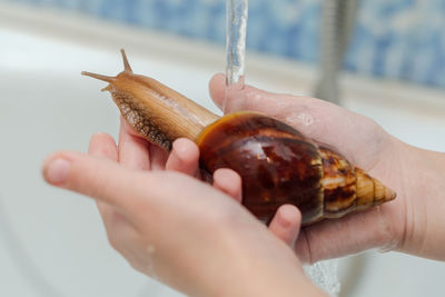 Bathing the achatina snail under running water
