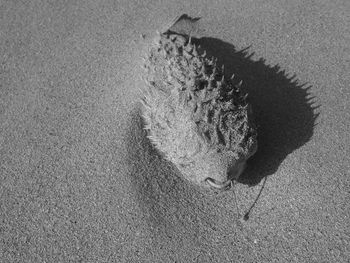 High angle view of horse on sand