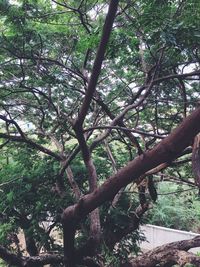 Low angle view of trees