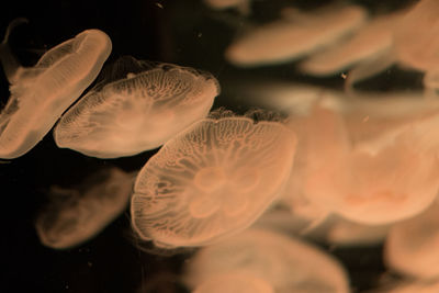 Full frame shot of jellyfish