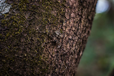Close-up of tree trunk