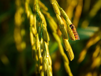 Close-up of insect on plant