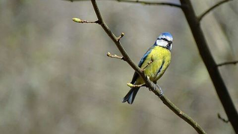 Bird perching on branch