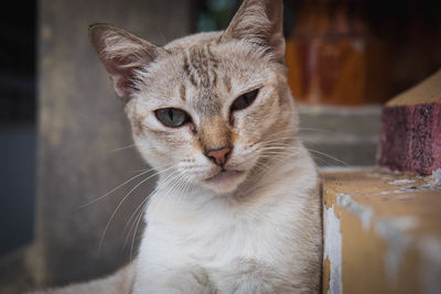 Close-up portrait of tabby cat