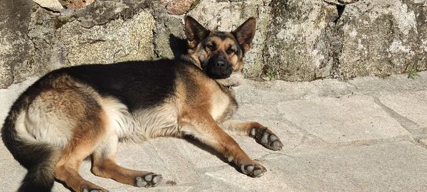 Portrait of a dog on rock