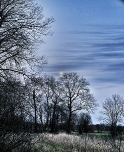 Bare trees on field