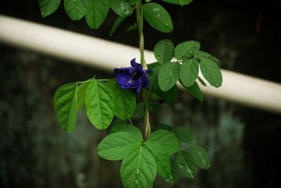 High angle view of purple flowering plant