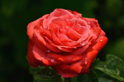 Close-up of wet red rose