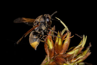 Close-up of insect on flower