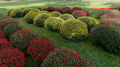 Multi colored flowers