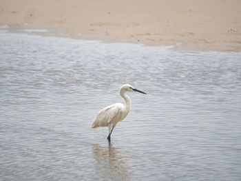 Side view of a bird in water