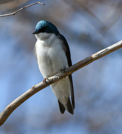 Close-up of bird perching on branch