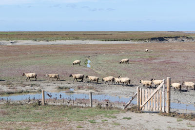 View of birds in the field