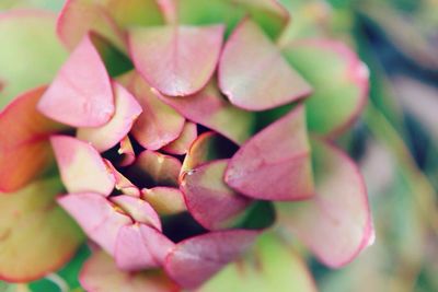 Close-up of pink flower