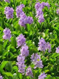 Close-up of purple flowering plants