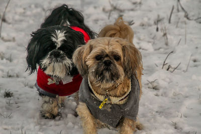 Close-up of dog during winter