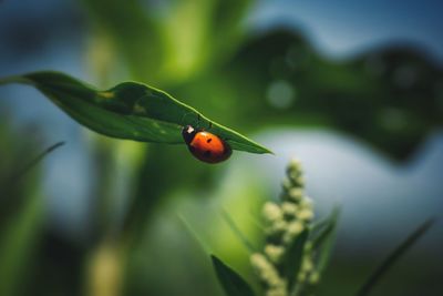 Close-up of ladybug on leaf