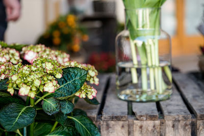 Close-up of vegetables on table