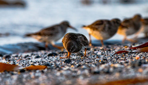 Close-up of young birds