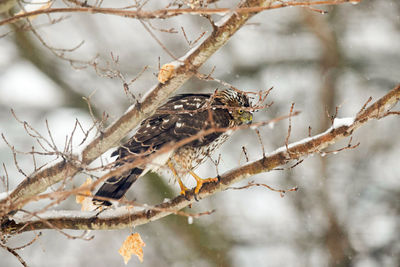 Close-up of bird perching on branch