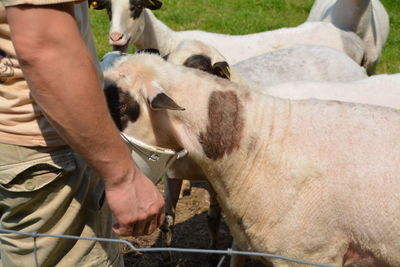 Midsection of person feeding goat