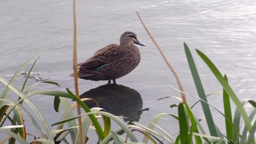 Bird perching on a lake