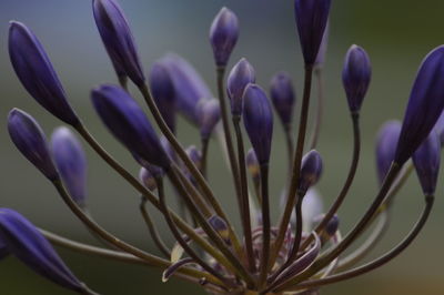 Close-up of purple crocus flower