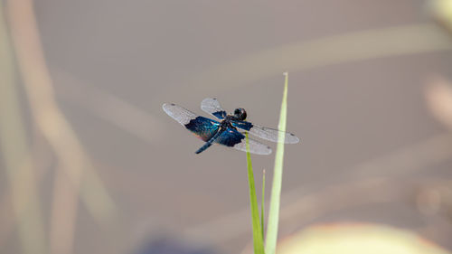 Close-up of dragonfly on flower