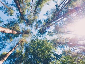 Low angle view of trees against sky