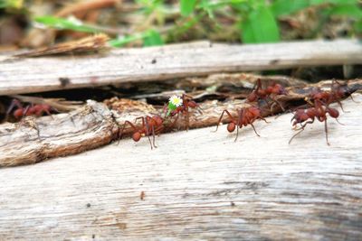 Close-up of ants on wood