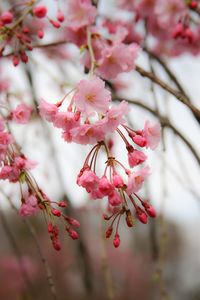 Close-up of cherry blossoms
