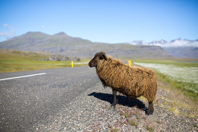 Cat standing on road