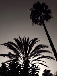 Low angle view of palm trees against sky