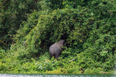 Elephant calf against trees