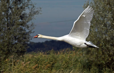 Bird flying in the sky