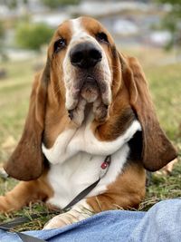 Close-up of dog looking away while sitting outdoors - blues posing beautiful