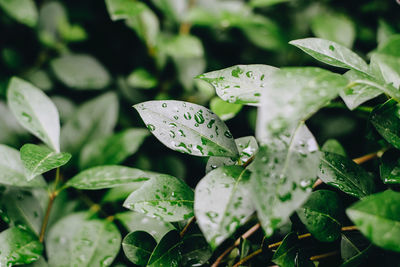 Close-up of water drops on plant