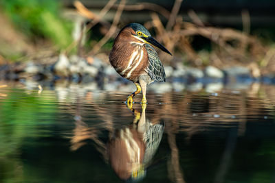 Bird perching on a lake