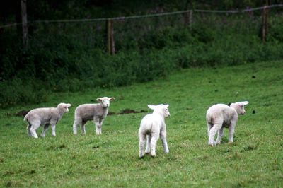 Sheep in a field