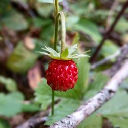 Close-up of strawberries