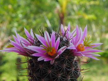 Close-up of pink flowering plant