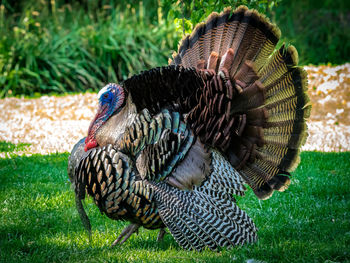 Fanned out turkey on field