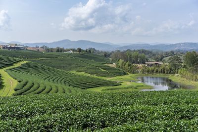 Scenic view of agricultural field against sky