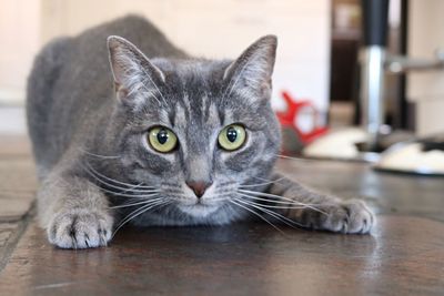 Close-up portrait of cat sitting on table