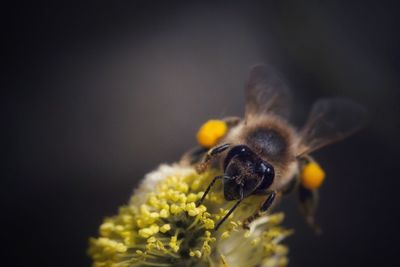 Close-up of bee pollinating on flower