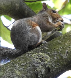 Close-up of a squirrel on tree